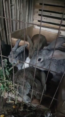 比利时散养纯草种兔