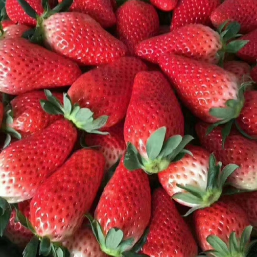 泰安蒙特瑞草莓苗，四季草莓苗，品种草莓苗基地