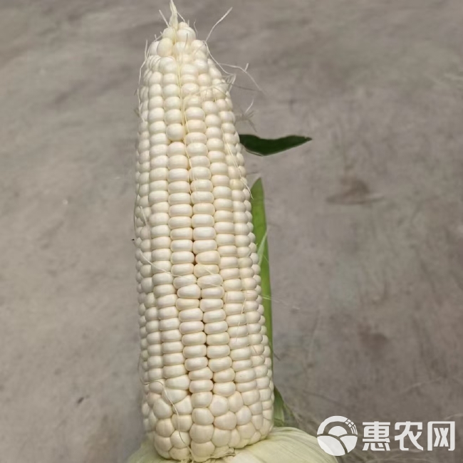 万糯玉米