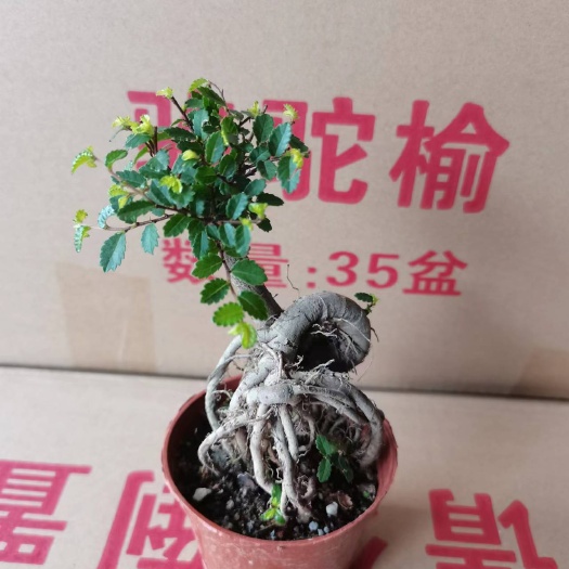 榆树（90）基地直销精品盆栽全国一件代发物美价廉产品好服务好