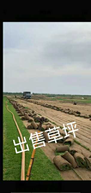 灯塔市草卷状早熟禾草坪
