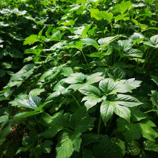 日照明日叶大苗 明日草种苗长寿草苗日本八丈草苗山东省产