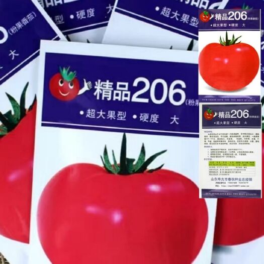 沭阳县精品206番茄种子超大粉果西红柿抗病高产大田番茄种子春秋露地