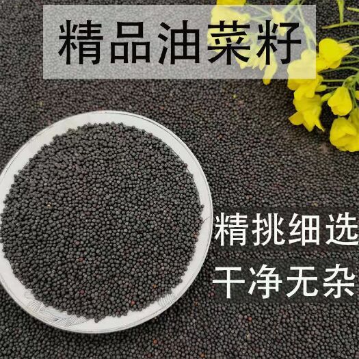 油菜籽  现货批发油菜籽 炸油原料五谷杂粮袋装50斤