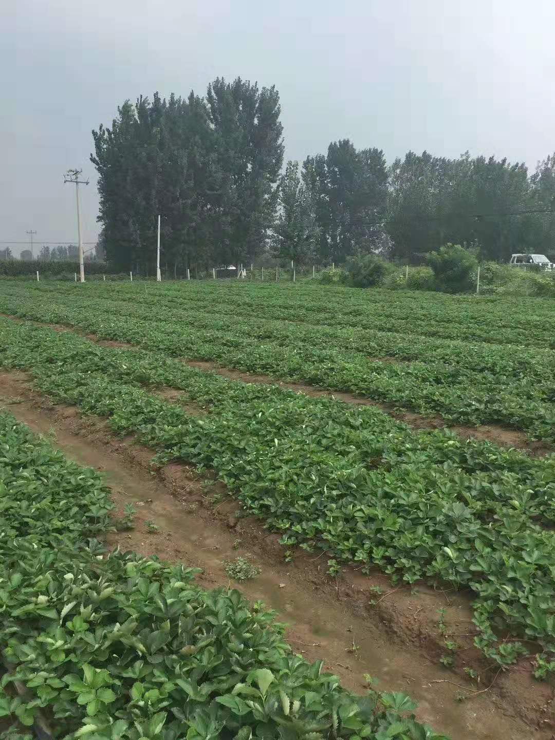 蒙特瑞草莓苗，四季草莓苗，品种草莓苗基地