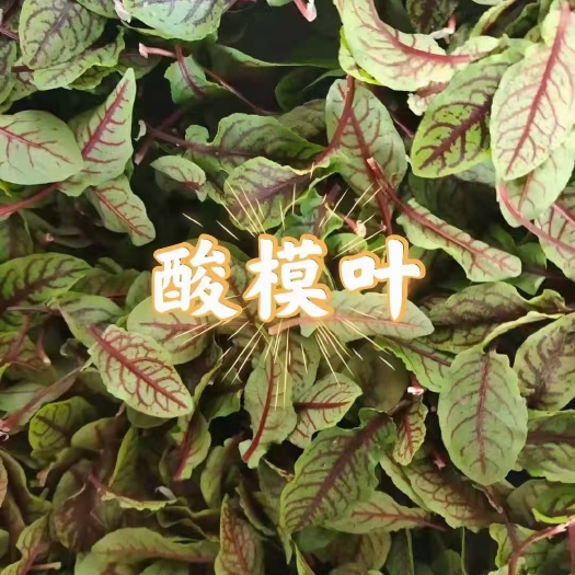 喀喇沁旗三色堇