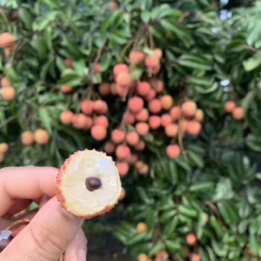 广州从化桂味荔枝