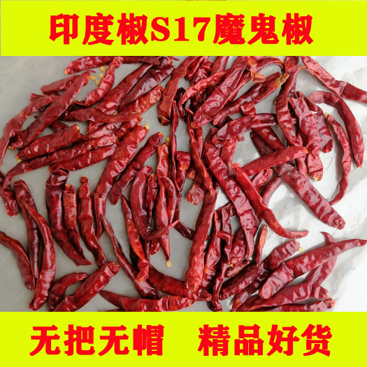 淅川县印度椒S17魔鬼椒巨辣去把去帽精品好货脱帽印度椒干度好