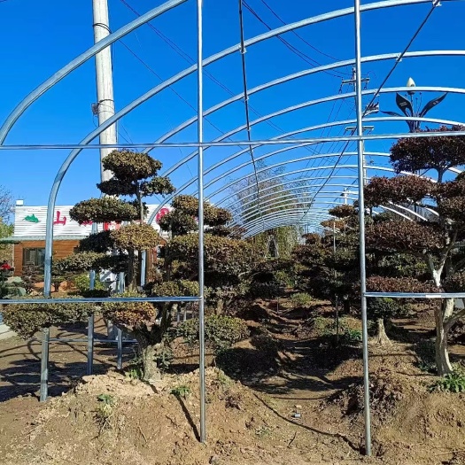 天津《推荐》种植大棚  冷棚 温室大棚骨架 食用菌大棚 货到付款