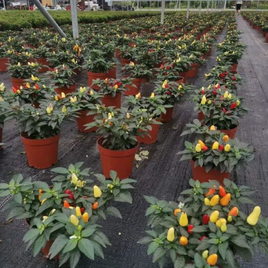 彩椒盆栽，基地直销精品盆栽全国一件代发物美价廉产品好服务好。