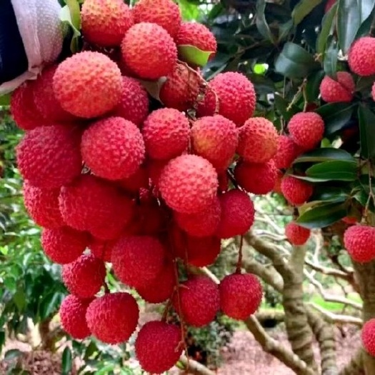 广东汕尾陆丰新鲜桂味荔枝现摘现发口感清甜核小肉厚果香浓郁