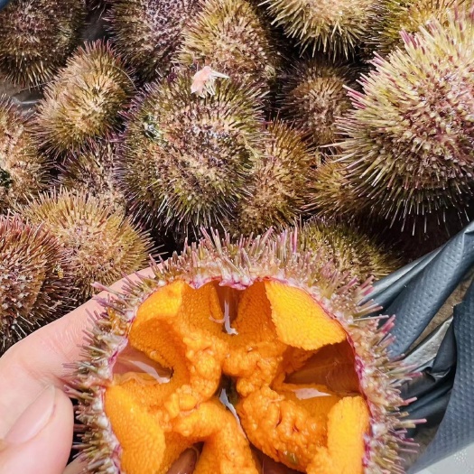 大连大连旅顺马粪胆，6-8个头特别肥，颜色金黄口感鲜甜