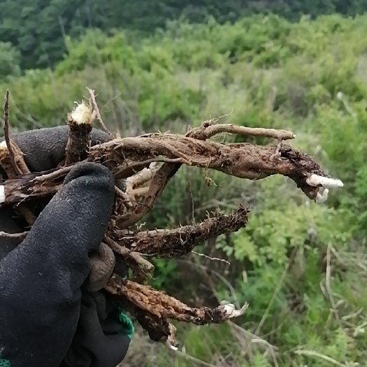 赤城县出售各种药材，有需要的联系我