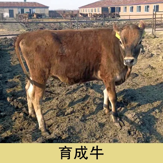 嫩江市娟栅母牛出售犊牛。育成，成母，怀孕大月
