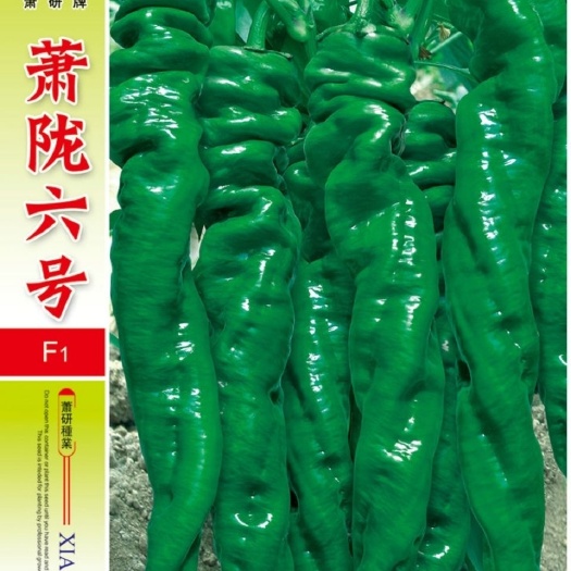 沭阳县萧陇六号辣椒种子高产特大陇椒巨螺丝椒种籽四季阳台盆栽蔬菜春夏