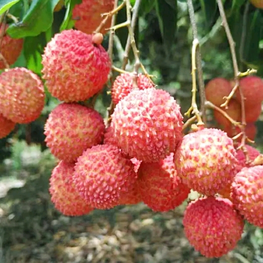 惠州正宗岭南桂味荔枝