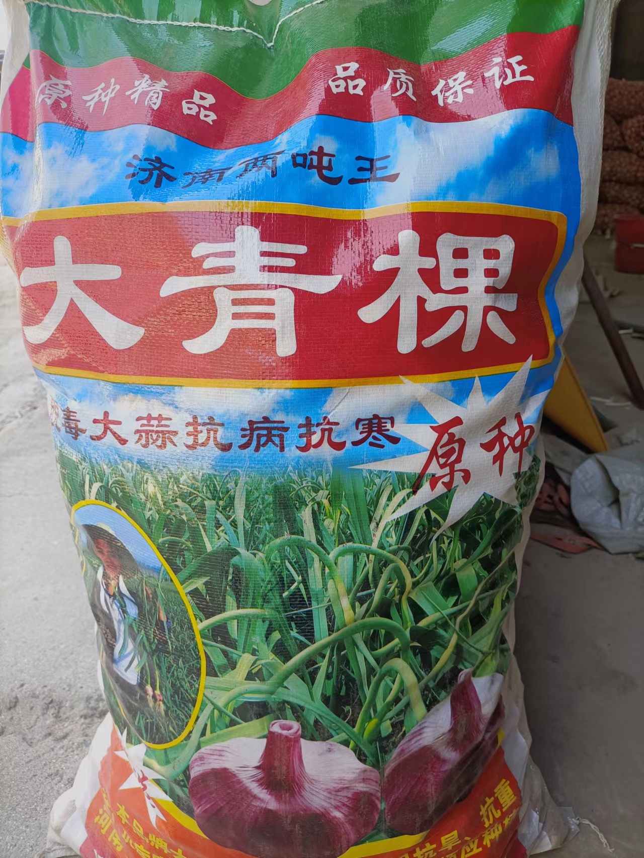 鱼台县大青稞蒜种 亩产4000斤以上干蒜