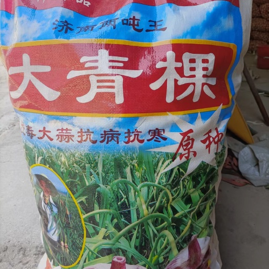 鱼台县大青稞蒜种 亩产4000斤以上干蒜