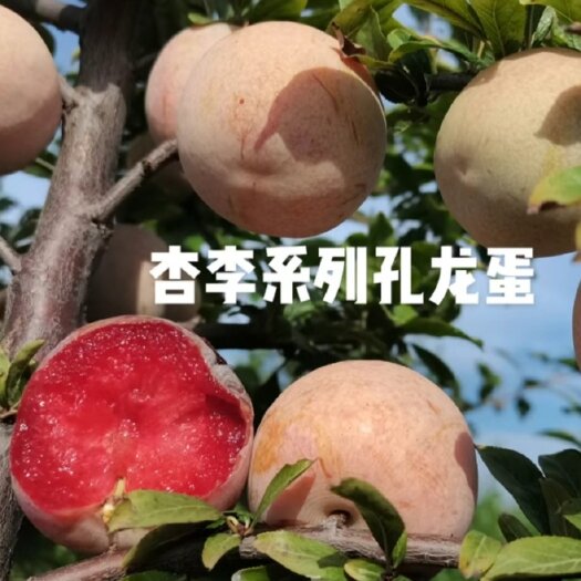 灵宝市精品味蒂，恐龙蛋，芙蓉李，冰糖李等