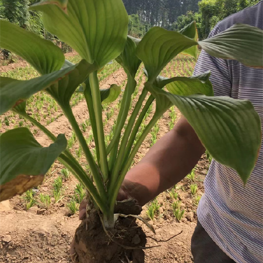 北京北京白玉簪批发价格-白玉簪裸根苗种植基地