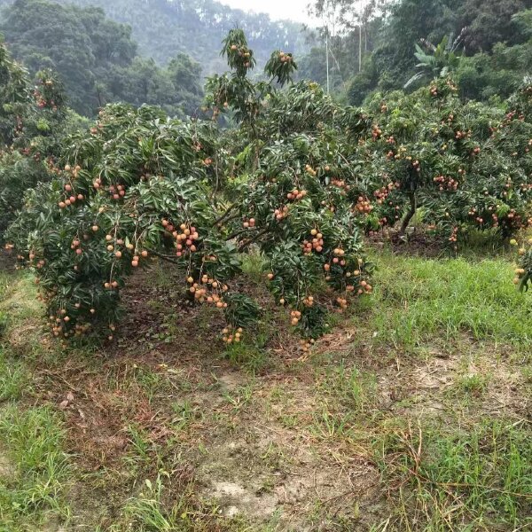 桂味荔枝