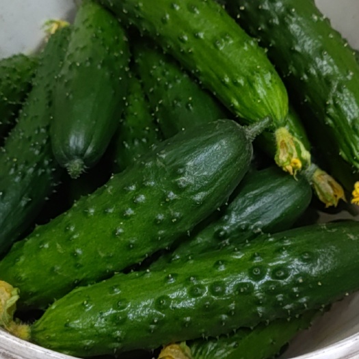 绿丰大刺旱黄瓜