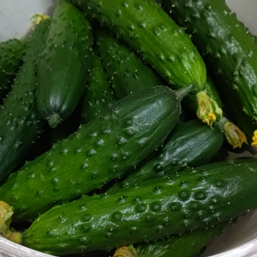 灯塔市绿丰大刺旱黄瓜