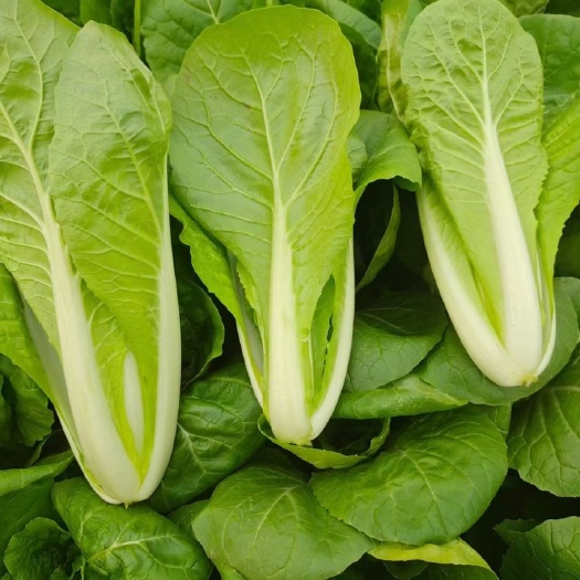 曹县大棚精品小白菜 快菜 杭白菜 奶白菜产地直发货源充足