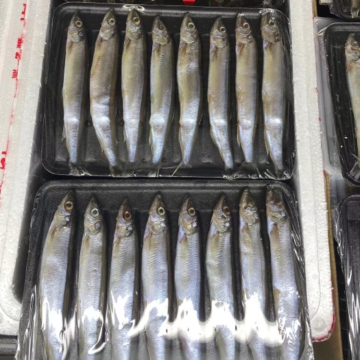 济南各种规格的多春鱼母体 粒粒饱满   公体