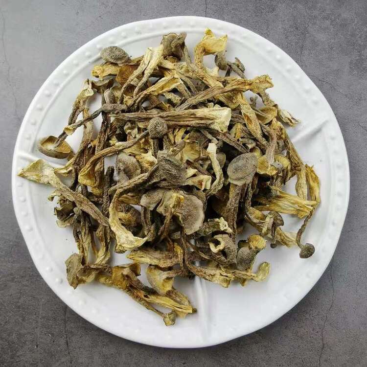 鹿茸菌