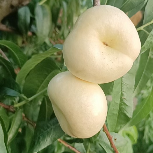 蒙阴县山东蒙阴油蟠桃 2-3两电商果 盒装发货 坏损包赔 支持代发