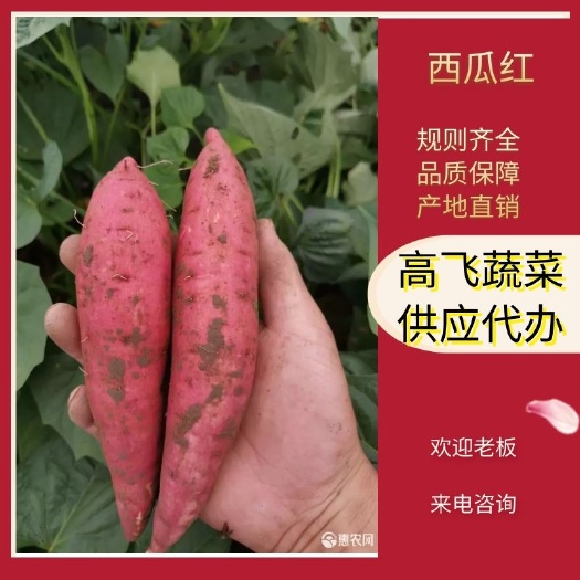 开封西瓜红，河南开封西瓜红大量供应！产地直发，品质保证！