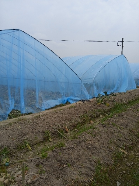藤县专业搭养殖大棚，蔬菜种植大棚，广西广东可上门搭建