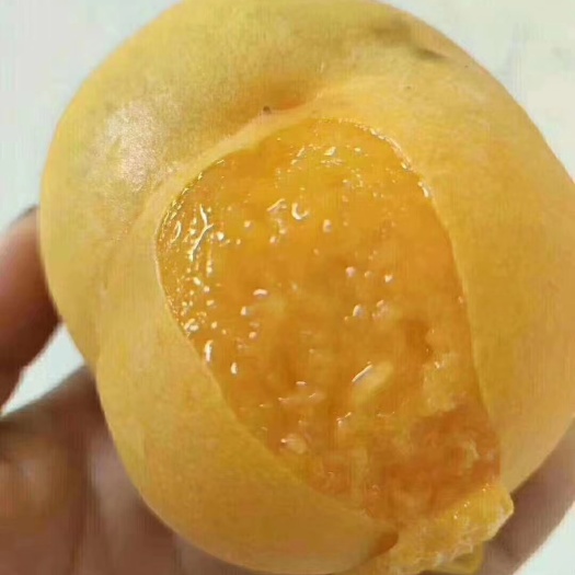 蒙阴县沂蒙山黄金蜜桃自家果园新鲜采摘5斤包邮包售后甜蜜多汁口感香甜
