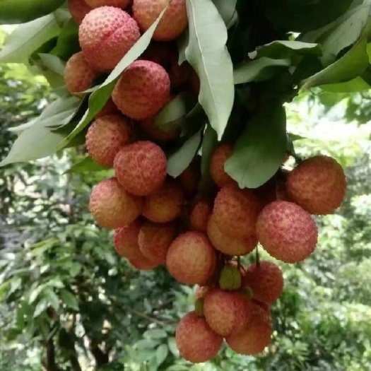 德庆县桂味荔枝