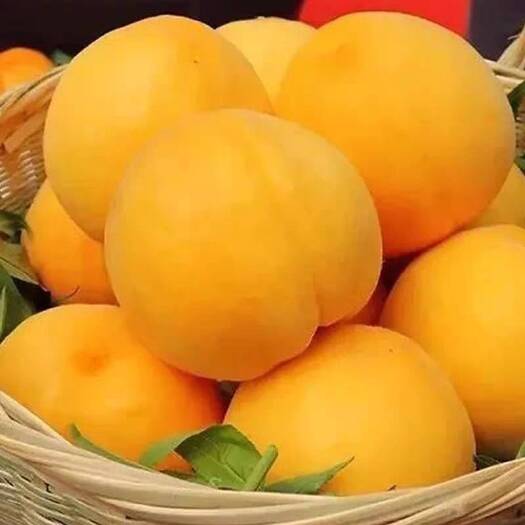 山东大黄桃  5斤一箱 现摘黄桃批发整箱新鲜应季水果