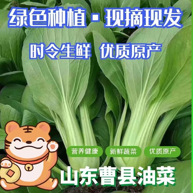 曹县精选上海青  小油菜 小白菜小青菜产地直销货源充足品质好