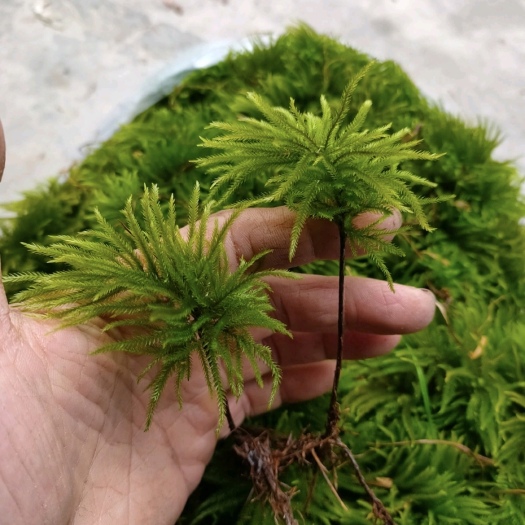 长沙东亚万年藓 万年藓 直立藓 天朋草