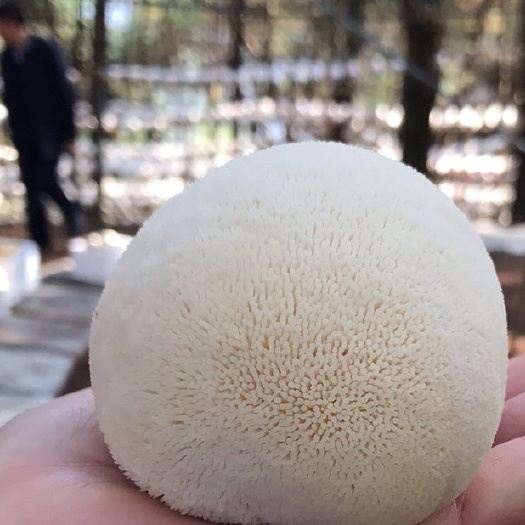 三穗县猴头菇品质好货，颗颗饱满，产地直销价格随市