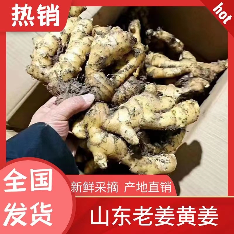沂水县山东产地大黄姜大量供应优质生姜货源充足