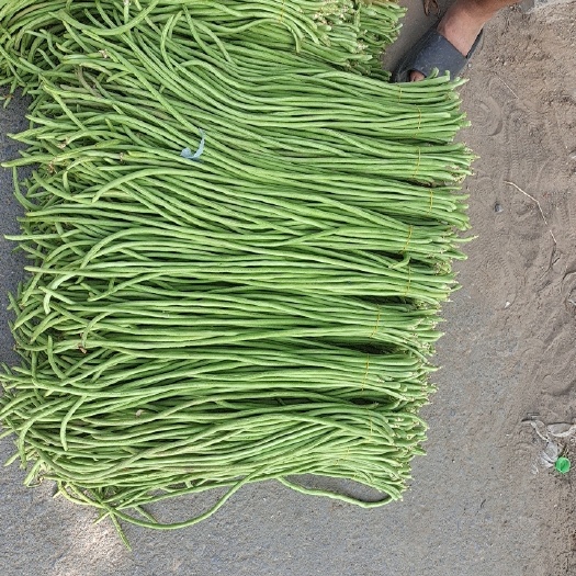 开封精品长豆角豇豆