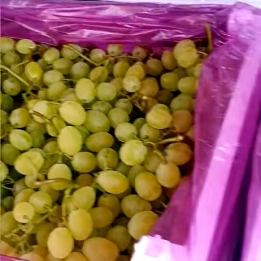 金乡县滕稔  维多利亚青提