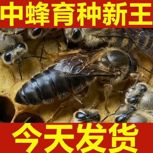 深圳蜜蜂纯种交尾杂交阿坝红环中蜂蜂王种王广东处女双色产卵强开产王