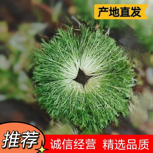 新民市辽宁新民叶菜基地直供，精品菊花苦菊走到大江南北。