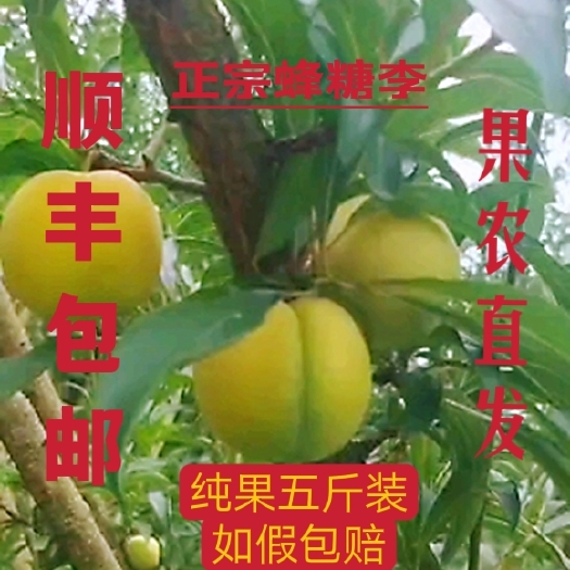贞丰县蜂糖李 零售 一件代发贞丰蜂糖李 箱装 顺丰包邮到家