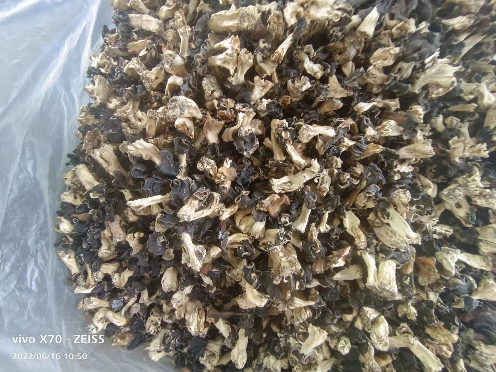 乌鲁木齐新疆特产精品野生巴楚菇