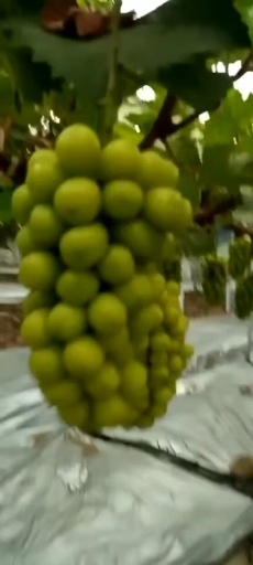 三门县阳光玫瑰