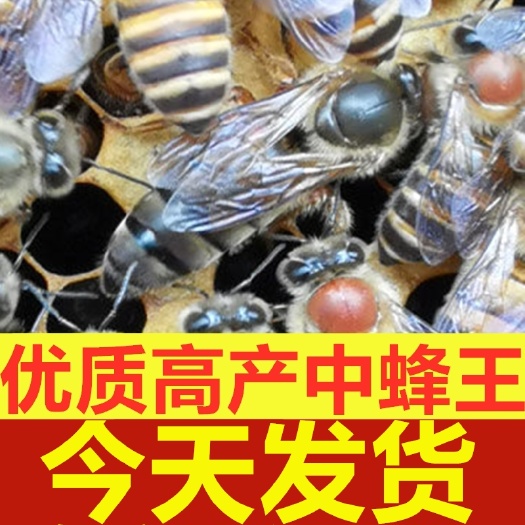 深圳蜂王活体开产卵王双色杂交处女王优质新中蜂交尾种王纯种阿坝蜜蜂