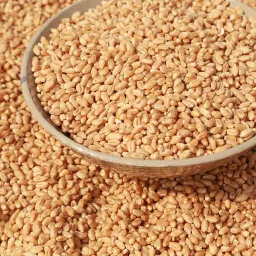 临沂小麦  现货批发新小麦可酿酒 磨面专用原料袋装100斤