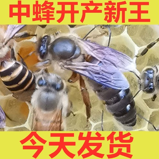 深圳蜜蜂产卵王土蜂新王黑美人天柱交尾中蜂蜂王开产杂交纯种双色阿坝